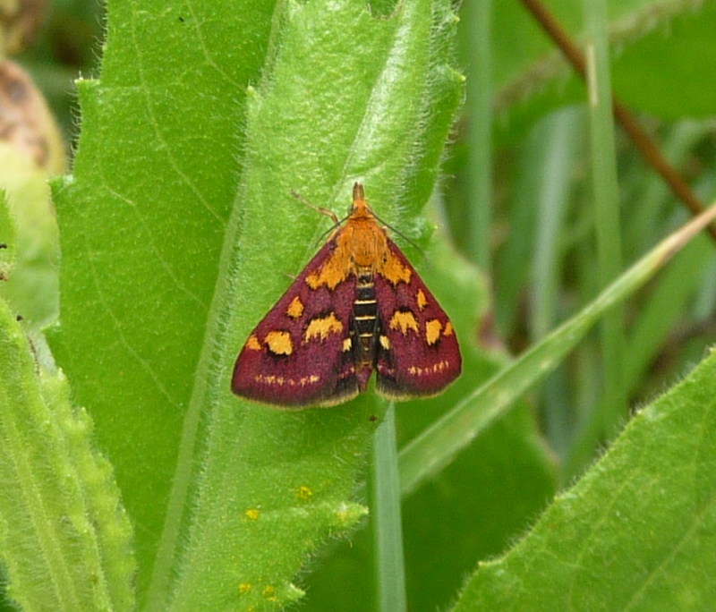 da identificare - Pyrausta purpuralis